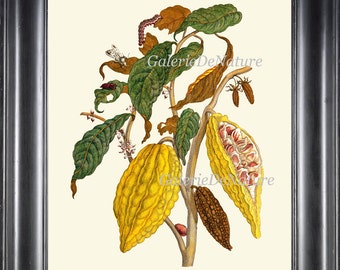 Cocoa Bean Chocolate Print SIB37 Beautiful Antique Tropical Plant Seeds Cooking Kitchen Dining Room Food Room Home Decor to Frame