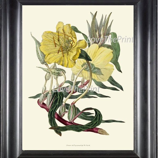 Botanical Print CL30 Art 4x6 5x7 8x10 11x14 Beautiful Yellow Primrose Garden Flower Antique Green Nature Natural Science Home Wall Decor