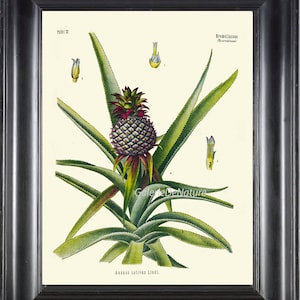 Botanische Frucht Drucken 273 Art Kohler schönes Baby Miniatur Ananas Pflanze tropischen Diagramm antiken Restaurants Wohnzimmer Küche Dekor