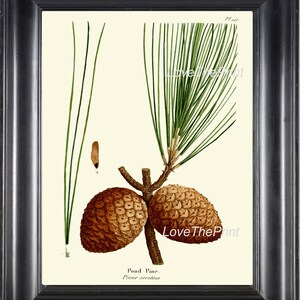 Botanical Art Print R330 Beautiful Antique Large Pinecone Pinetree Tree Forest Green Nature Home Room Wall Decor to Frame Char Decoration
