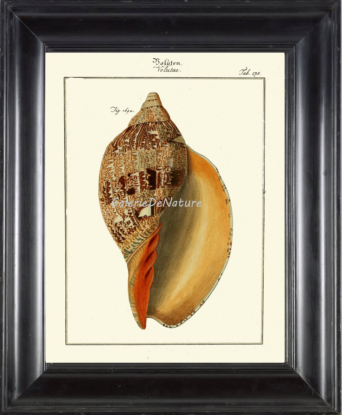 Sea Shell Print Design Sea Shell Print Art M134 4x6 5x7 8x10 11x14 Beautiful Volute Seashell ...