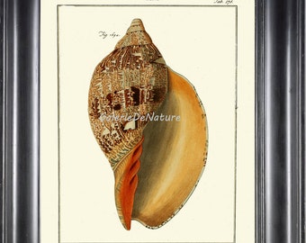 Sea Shell Print Art M134 4x6 5x7 8x10 11x14 Beautiful Volute Seashell Sea Ocean Beach Coastal Marine Interior Design Wall Decor to Frame