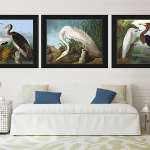 Vogel Print Set van 3 mooie antieke Audubon witte Ibis Purple Heron Lake rivier natuur illustratie foto tekening huis kamer muur Decor