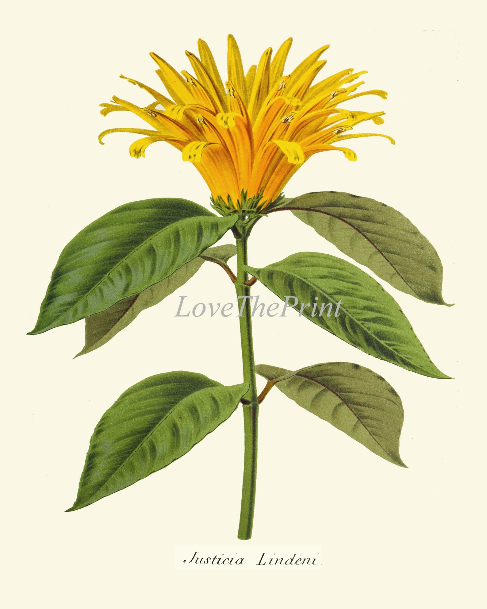Botanical Print Set of 4 Wall Art Prints Beautiful Antique Tropical ...