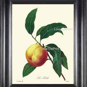Botanical Art Print R72 Beautiful Large Peach Fruit Tree Antique Green Organic Garden Home Room Kitchen Dining Wall Decor Decoration