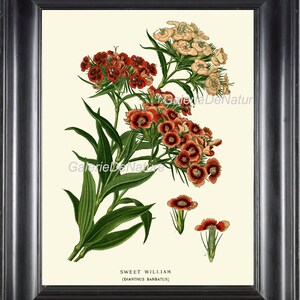 BOTANICAL PRINT Flower Art S25 4x6 5x7 8x10 11x14 Beautiful Sweet Williams Dianthus Barbatus White Red Spring Summer Garden Home Decor