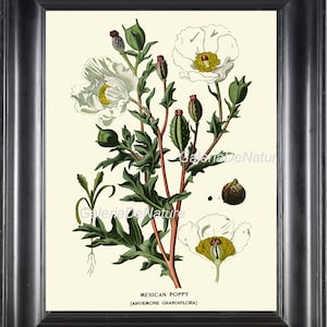 Botanische PRINT Flower Art S14 4 x 6 5 x 7 8 x 10 11 X 14 schönen weißen mexikanischen Mohn Antique Chart große Startseite Leben Restaurants Zimmer Dekor Rahmen