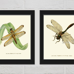 Dragonfly Print Set of 2 Beautiful Antique Vintage Dragonflies Spring Summer Insects Green Cute Nature Home Room Wall Art Decor to Frame CL