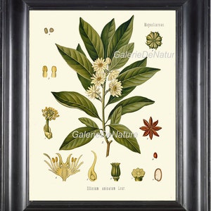 Impressão botânica Arte 24 Kohler 4x6 5x7 8x10 11x14 Linda estrela japonesa anis branco flor pequena semente de fruta gráfico antigo design de interiores