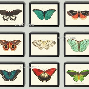 Butterfly Print SET of 9 Art Prints Antique Butterfly Insect Illustration Garden Nature Home Wall Decor Interior Design Wall to Frame NOD