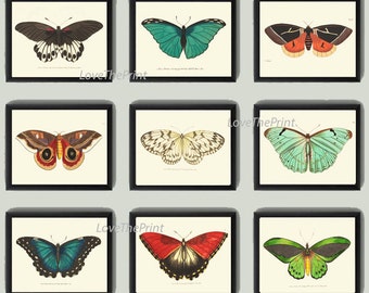Butterfly Print SET of 9 Art Prints Antique Butterfly Insect Illustration Garden Nature Home Wall Decor Interior Design Wall to Frame NOD