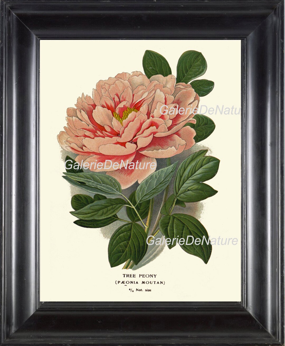 BOTANICAL PRINT Flower Art S1 Beautiful Pink Coral Antique Peony Spring ...