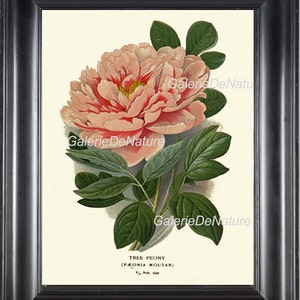 BOTANICAL PRINT Flower Art S1 Beautiful Pink Coral Antique Peony Spring Simmer Garden Nature Plant to Frame Interior Design Wall Home Decor