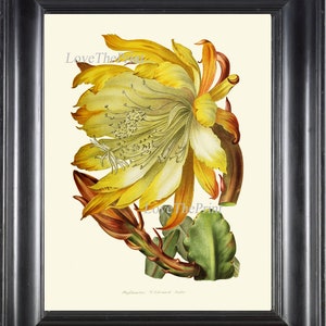 Cactus Botanical Print Wall Art IH790 Beautiful Antique Sunny Yellow Tropical Plant Spring Summer Tropical Green Nature Home Decor to Frame