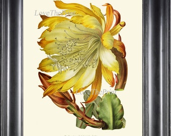 Cactus Botanical Print Wall Art IH790 Beautiful Antique Sunny Yellow Tropical Plant Spring Summer Tropical Green Nature Home Decor to Frame