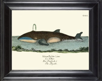 Whale Wall Art Print 4 Beautiful Antique Ocean Sea Nature Natural Science Nautical Coastal Marine Bathroom Bedroom Office Home Decor GNT
