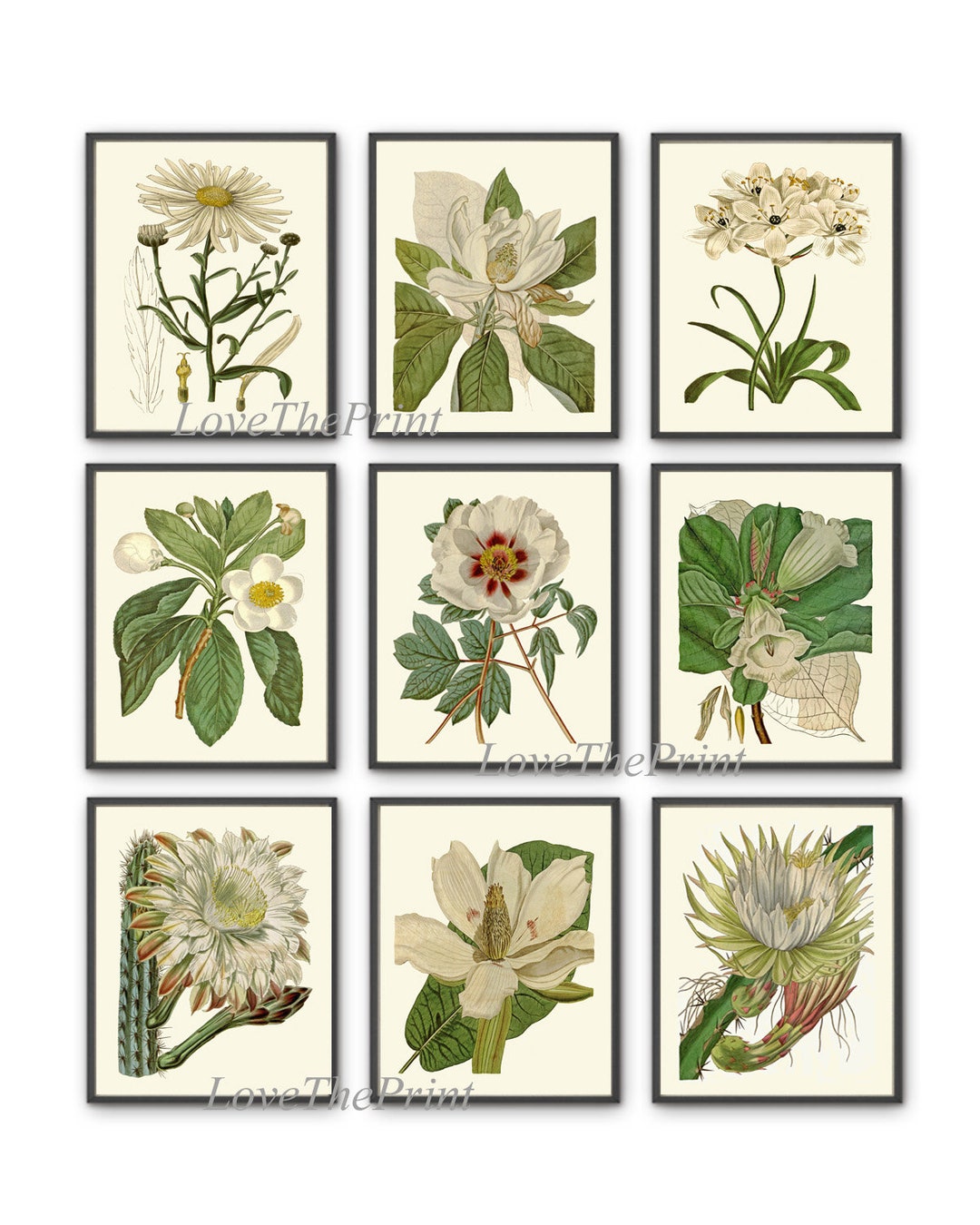 Botanical Prints Wall Art Print Set of 9 Antique White Flowers Daisy ...
