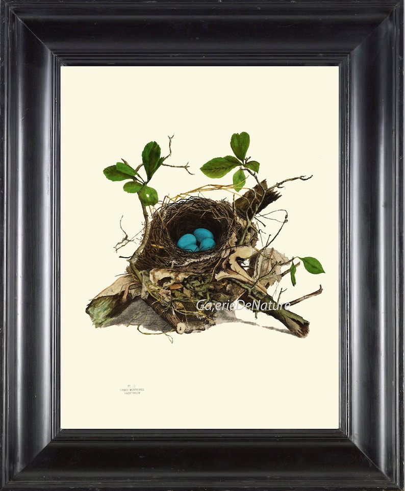 Nest + Egg Framed Art Print main image 1