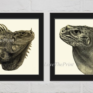 Iguana Print Set of 2 Beautiful Antique Vintage Lizards Tropical Nature Illustration Picture Drawing Home Room Pet Wall Decor to Frame PZ