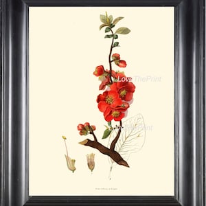 Botanical Print CL1 Art 4x6 5x7 8x10 11x14 Beautiful Red Japonica Flowers Antique Chart Blooming Tree Branch Nature Green Home Room Picture