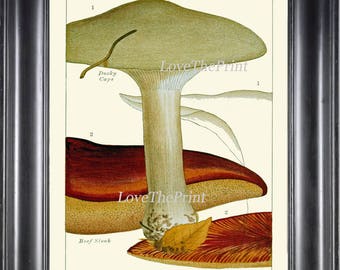 Mushroom Art Print 4 Beautiful Antique Mushrooms Forest Nature Botanical Kitchen Dining Room Wall Decor Decoration Interior Design to Frame