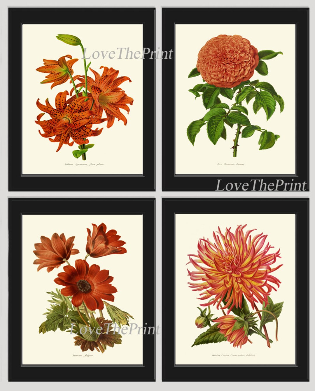 Flower Botanical Print Set of 4 Beautiful Antique Lily Rose Anemone ...