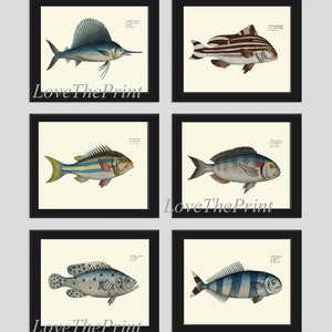 Fish Wall Art PRINT SET of 6 Prints Beautiful Antique Blue Gray Fishes Lake River Sea Ocean Marine Home Room Decor Decoration to Frame BL