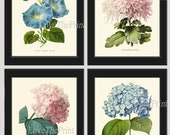 Hydrangea Botanical Print Set of 4 Beautiful Antique Pink Blue Green Hortensia Morning Glory Garden Flowers Plants Nature Home Wall Decor IH