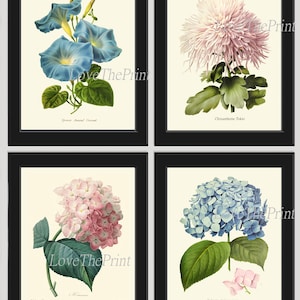 Hydrangea Botanical Print Set of 4 Beautiful Antique Pink Blue Green Hortensia Morning Glory Garden Flowers Plants Nature Home Wall Decor IH