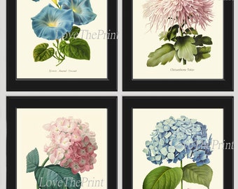 Hydrangea Botanical Print Set of 4 Beautiful Antique Pink Blue Green Hortensia Morning Glory Garden Flowers Plants Nature Home Wall Decor IH