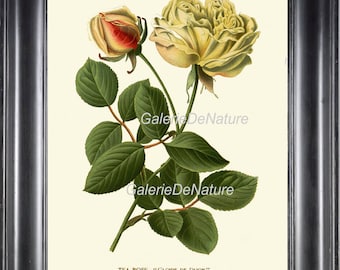 May include: A vintage botanical illustration of a pale yellow tea rose with a bud, called "Gloire de Dijon", with green leaves and stems.