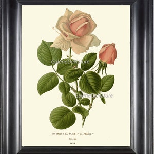BOTANICAL PRINT Flower Art S43 4x6 5x7 8x10 11x14 Beautiful Antique Pink Tea Rose Le France Shabby Chic Country Home Wall Decor to Frame