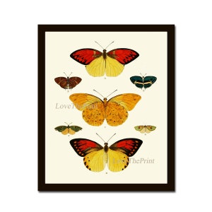 Antique Butterfly Print 28 Beautiful Wall Art Red Yellow Colorful Garden Nature Natural Science Bedroom Living Dining Room Home Decor CP