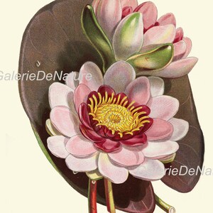 BOTANICAL PRINT Flower Art P4 4x6 5x7 8x10 11x14 Beautiful Antique ...