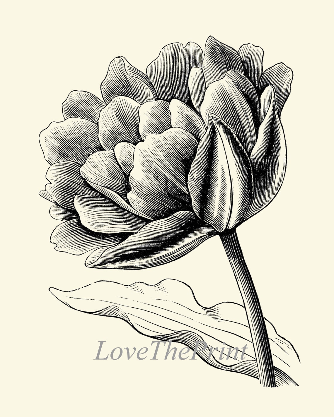 Black and White Botanical Flowers Print Wall Art Set of 3 Beautiful ...
