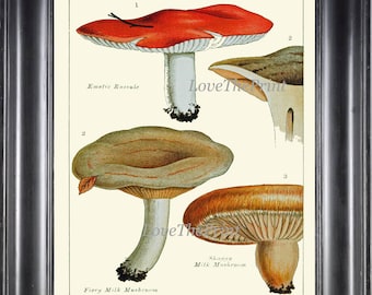 Mushroom Fungi Art Print 16 Beautiful Antique Ivory Brown Red Mushrooms Chart Garden Nature Botanical Home Wall Decor Decoration to Frame