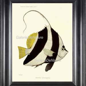 FISH PRINT Art F 33 4x6 5x7 8x10 11x14 Beautiful Large Butterflyfish Heniochus Stripes Tropical Coral Reef Ocean Antique Decor to Frame