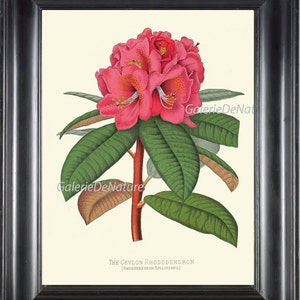 BOTANICAL PRINT Flower Art P22 Beautiful Large Pink Rhododendron Antique Spring Summer Garden Nature Home Room Wall Decor Painting to Frame