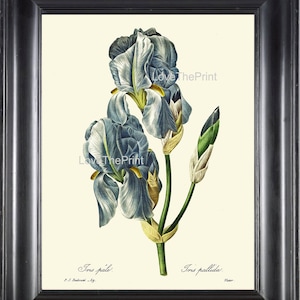 Botanical Print R66 Large Art Beautiful Blue Iris Flower Spring Summer Garden Bulb Plant Antique Illustration Home Room Wall Decor to Frame