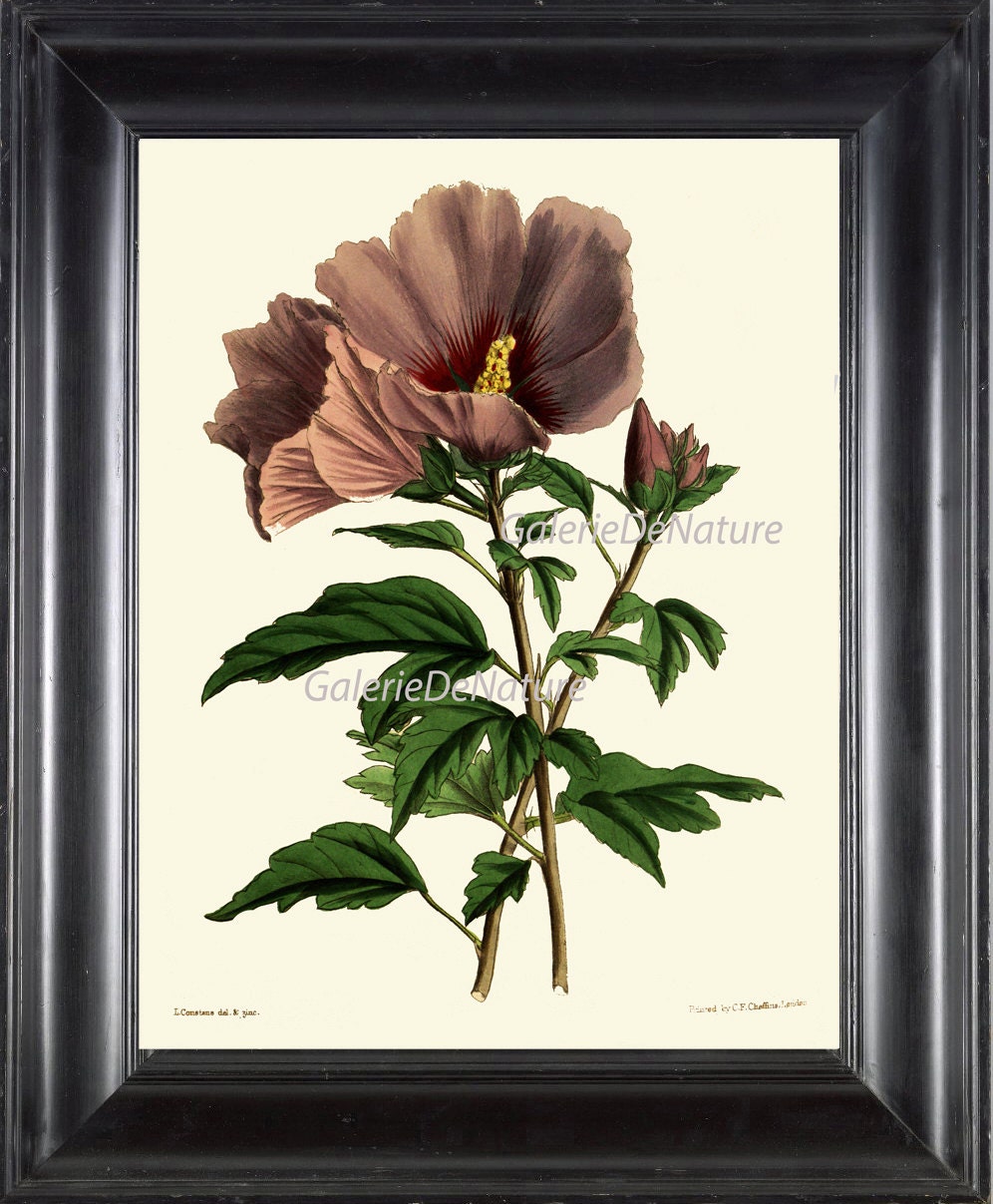 L’Appartement Hibiscus Print All In One il_fullxfull.738539879_os88.jpg