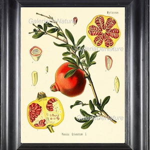 Botanical Print 8 Art Kohler Beautiful Pomegranate Fruit Seeds Plant Flower Chart  Antique Illustration Dining Living Room Decoration Decor