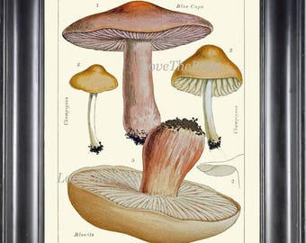 Mushroom Art Print 3 Beautiful Antique Mushrooms Forest Nature Botanical Kitchen Dining Room Wall Decor Decoration Interior Design to Frame