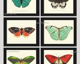 Butterfly Print SET of 6 Art Print 8X10 NODD Antique Butterfly Insect Illustration Garden Nature Home Wall Decor Interior Design to Frame