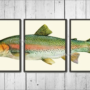 Rainbow Trout Print Wall Art Set of 3 Beautiful Antique Illustration Lake Fishing Nature Bathroom Bedroom Man Cave Home Room Decor to Frame