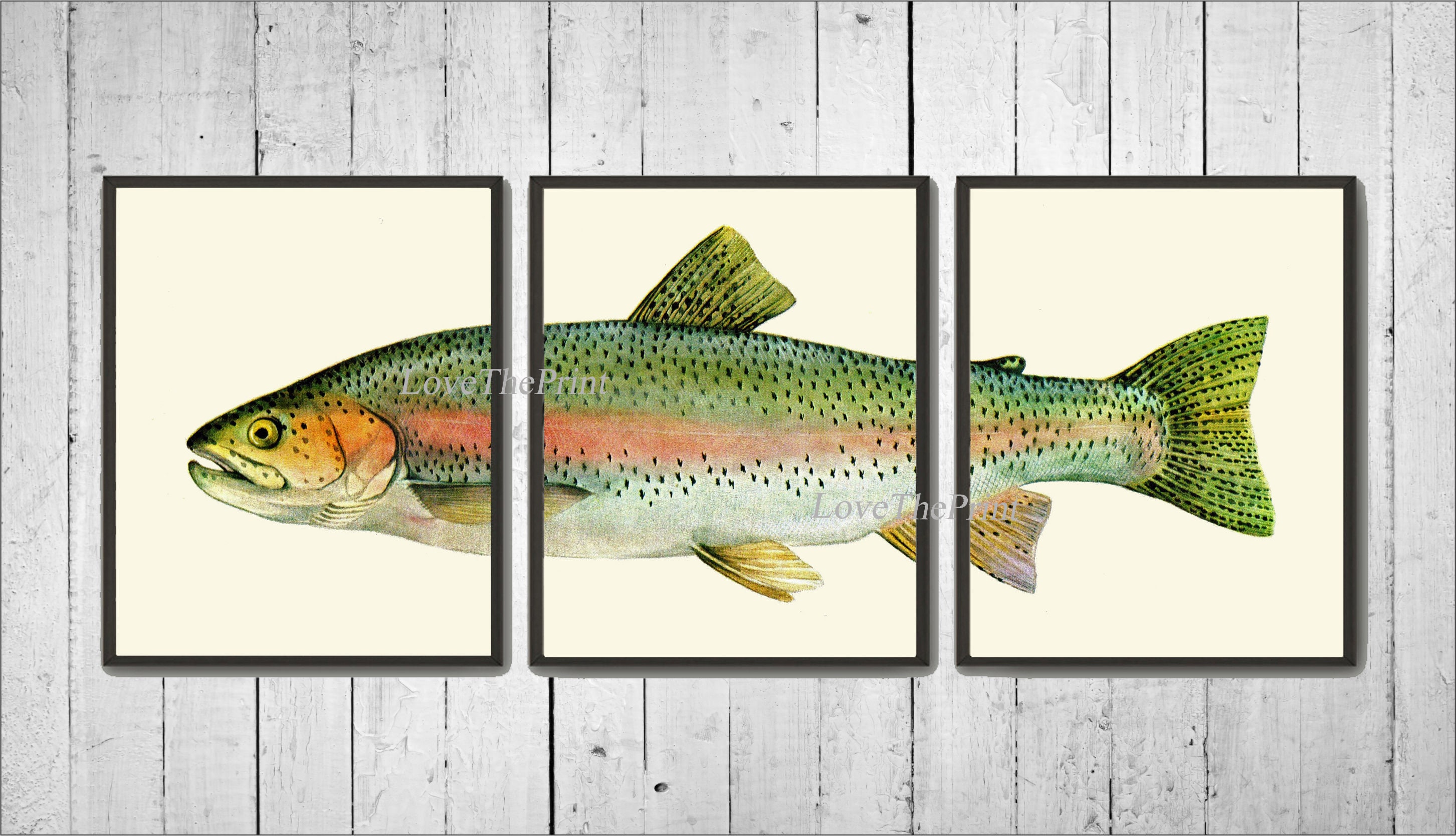 Rainbow Trout Print Wall Art Set of 3 Beautiful Antique Illustration Lake Fishing Nature Bathroom Bedroom Man Cave Home Room Decor to Frame