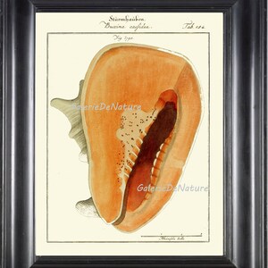 Sea Shell Print Art M141 4x6 5x7 8x10 11x14 Beautiful Buccinidae Seashell Antique Ocean Beach Coastal Marine Home Room Wall Decor to Frame