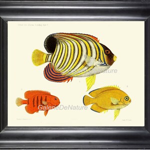 FISH PRINT Art F 36 4x6 5x7 8x10 11x14 Beautiful Queen Angelfish Antique Tropical Coral Reef Nature Beach Home Decor Wall Room to Frame