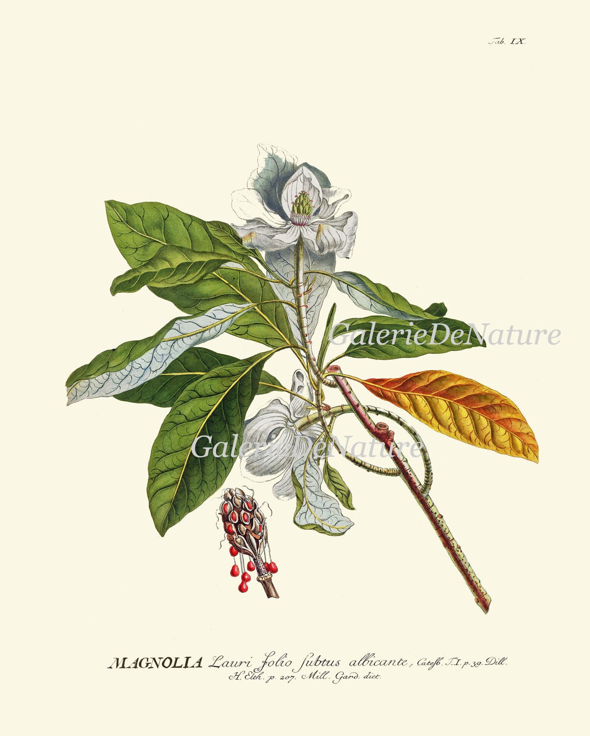Magnolia Flower Print Wall Art J9 4x6 5x7 8x10 11x14 Beautiful