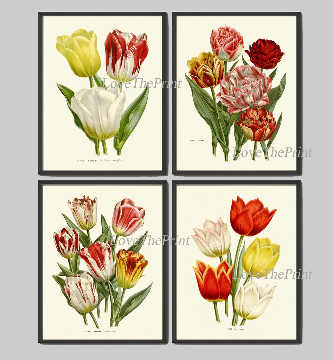 Tulip Flowers Wall Art Print Set of 4 Antique Watercolor Drawing ...