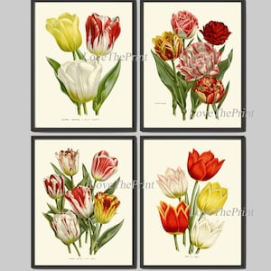 Tulip Flowers Wall Art Print Set of 4 Antique Watercolor Drawing ...